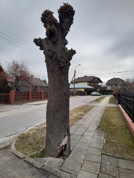 drzewo bez gałęzi na ul. kniaźnina.jpg